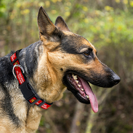 Chicago Blackhawks Dog Collar Pets First - 757 Sports Collectibles