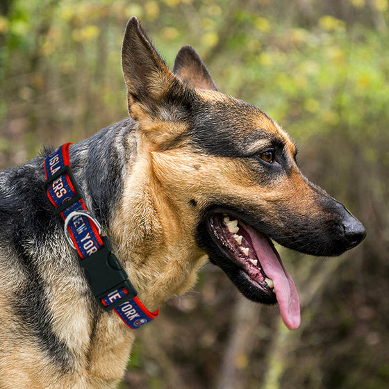 New York Islanders Dog Collar Pets First - 757 Sports Collectibles