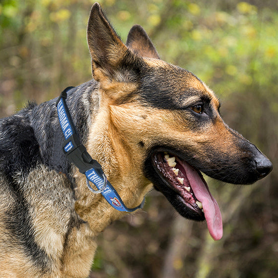 Oklahoma City Thunder Dog Collars Pets First - 757 Sports Collectibles